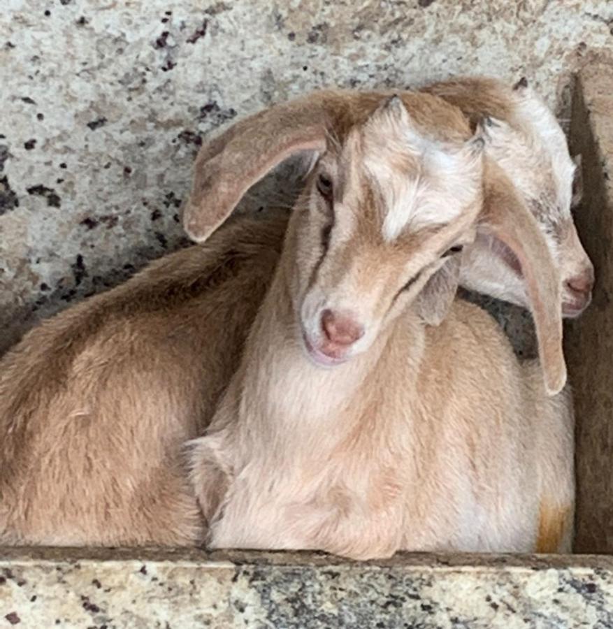 Pousada Fazendinha Unamar Cabo Frio Exterior foto